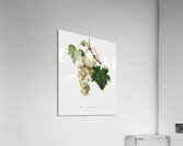 Muscat grape Vitis vinifera Moscata from Pomona Italiana 1817 - 1839 by Giorgio Gallesio 1772-1839.  Acrylic Print