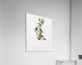 Chinese jujube Zizphus vulgaris from Pomona Italiana 1817 - 1839 by Giorgio Gallesio 1772-1839.  Acrylic Print