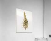 Normal Spadice of the palm Phoenix dactylifera from Pomona Italiana 1817 - 1839 by Giorgio Gallesio 1772-1839.  Acrylic Print