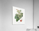 Fig Ficus carica from Pomona Italiana 1817 - 1839 by Giorgio Gallesio 1772-1839.  Acrylic Print