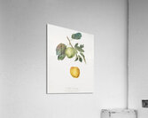 Apple Malus pumila from Pomona Italiana 1817 - 1839 by Giorgio Gallesio 1772-1839.  Acrylic Print