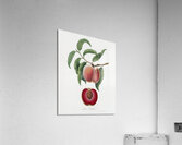 Carrot Peach Persica carota from Pomona Italiana 1817 - 1839 by Giorgio Gallesio 1772-1839.  Acrylic Print