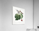 Black Fig Ficus carica from Pomona Italiana 1817 - 1839 by Giorgio Gallesio 1772-1839.  Acrylic Print
