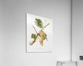 Vermentino grapes Vitis ligustica feracissima from Pomona Italiana 1817 - 1839 by Giorgio Gallesio 1772-1839.  Acrylic Print