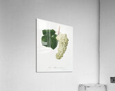 White Grape Vitis vinifera genuensis from Pomona Italiana 1817 - 1839 by Giorgio Gallesio 1772-1839.  Acrylic Print