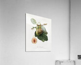 Fig Ficus carica from Pomona Italiana 1817 - 1839 by Giorgio Gallesio 1772-1839.  Acrylic Print