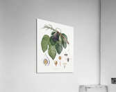 Cherry Cerasus Duracina from Pomona Italiana 1817 - 1839 by Giorgio Gallesio 1772-1839.  Acrylic Print