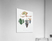 Summer grape Vites vinifera bicolor from Pomona Italiana 1817 - 1839 by Giorgio Gallesio 1772-1839.  Acrylic Print