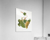 Vermentino grapes Vitis ligustica feracissima from Pomona Italiana 1817 - 1839 by Giorgio Gallesio 1772-1839.  Acrylic Print