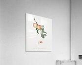 White walnut Persica psillidermis from Pomona Italiana 1817 - 1839 by Giorgio Gallesio 1772-1839.  Acrylic Print