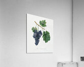 Lacrima grapes Vitis vinifera Vallisarnensis from Pomona Italiana 1817 - 1839 by Giorgio Gallesio 1772-1839.  Acrylic Print