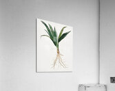 Date Palm Tree Phoenix dactylifera from Pomona Italiana 1817 - 1839 by Giorgio Gallesio 1772-1839.  Acrylic Print