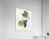 Brachetto grape Vitis vinifera niceaensis from Pomona Italiana 1817 - 1839 by Giorgio Gallesio 1772-1839.  Acrylic Print