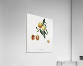 Peach Persica amygdalus from Pomona Italiana 1817 - 1839 by Giorgio Gallesio 1772-1839.  Acrylic Print
