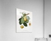Common Fig Ficus carica sativa from Pomona Italiana 1817 - 1839 by Giorgio Gallesio 1772-1839.  Acrylic Print