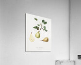 Pear Pyrus communis from Pomona Italiana 1817 - 1839 by Giorgio Gallesio 1772-1839.  Acrylic Print