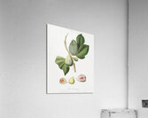 Fig Ficus carica bifera from Pomona Italiana 1817 - 1839 by Giorgio Gallesio 1772-1839.  Acrylic Print