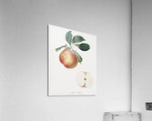 Apple Malus domestica from Pomona Italiana 1817 - 1839 by Giorgio Gallesio 1772-1839.  Acrylic Print
