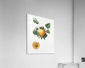 Apple Malus domestica from Pomona Italiana 1817 - 1839 by Giorgio Gallesio 1772-1839.  Acrylic Print