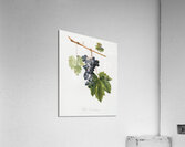 Grape Colorino Vitis vinifera auxiliaria  from Pomona Italiana 1817 - 1839 by Giorgio Gallesio 1772-1839.  Acrylic Print
