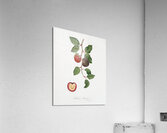 Apricot Armeniaca prunata from Pomona Italiana 1817 - 1839 by Giorgio Gallesio 1772-1839.  Acrylic Print