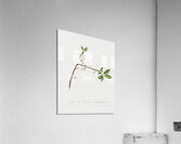 Flower of Plum Fiore di Susina Settembrina from Pomona Italiana 1817 - 1839 by Giorgio Gallesio 1772-1839.  Acrylic Print