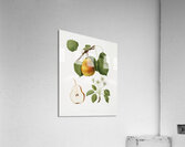 Pear Pyrus Pompeiana from Pomona Italiana 1817 - 1839 by Giorgio Gallesio 1772-1839.  Acrylic Print