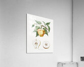 Carla Apple Melo Carlo from Pomona Italiana 1817 - 1839 by Giorgio Gallesio 1772-1839.  Acrylic Print
