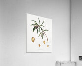 Almond Guscio tenero from Pomona Italiana 1817 - 1839 by Giorgio Gallesio 1772-1839.  Acrylic Print
