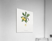 Hawthorn Crataegus poliossea sterilis from Pomona Italiana 1817 - 1839 by Giorgio Gallesio 1772-1839.  Acrylic Print