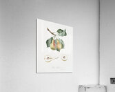 Pear Pyrus Perla from Pomona Italiana 1817 - 1839 by Giorgio Gallesio 1772-1839.  Acrylic Print