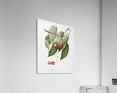 Cherry Cerasus cordiformis duracina from Pomona Italiana 1817 - 1839 by Giorgio Gallesio 1772-1839.  Acrylic Print