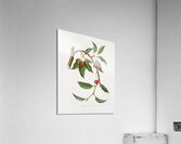 Cherry Ciliegio visciolino from Pomona Italiana 1817 - 1839 by Giorgio Gallesio 1772-1839.  Acrylic Print