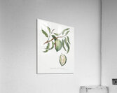 Almond Communis naxea from Pomona Italiana 1817 - 1839 by Giorgio Gallesio 1772-1839.  Acrylic Print