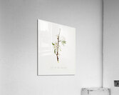 Musky pear flower Pyrus × bretschneideri from Pomona Italiana 1817 - 1839 by Giorgio Gallesio 1772-1839.  Acrylic Print