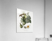 Common Fig Ficus carica sativa from Pomona Italiana 1817 - 1839 by Giorgio Gallesio 1772-1839.  Acrylic Print