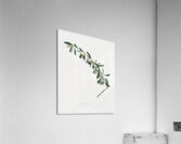 Olives Olea sativa Italica from Pomona Italiana 1817 - 1839 by Giorgio Gallesio 1772-1839.  Acrylic Print