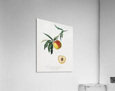 Peach Persica julodermis from Pomona Italiana 1817 - 1839 by Giorgio Gallesio 1772-1839.  Acrylic Print