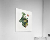 White-peel fig Ficus carica sativa from Pomona Italiana 1817 - 1839 by Giorgio Gallesio 1772-1839.  Acrylic Print
