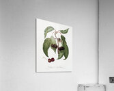 Hard-fleshed Cherry Cerasus Duracina from Pomona Italiana 1817 - 1839 by Giorgio Gallesio 1772-1839.  Acrylic Print