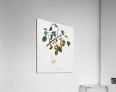Seckel pear Pyrus × serrulata from Pomona Italiana 1817 - 1839 by Giorgio Gallesio 1772-1839.  Acrylic Print