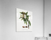 Spanish Chestnut Castanea sativa from Pomona Italiana 1817 - 1839 by Giorgio Gallesio 1772-1839.  Acrylic Print