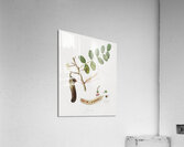 Carob Ceratonia from Pomona Italiana 1817 - 1839 by Giorgio Gallesio 1772-1839.  Acrylic Print