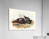 Gnathodon Gnathodon strigirostris illustrated by Elizabeth Gould 1804–1841 for John Gould’s 1804-1881 Birds of Australia  Acrylic Print