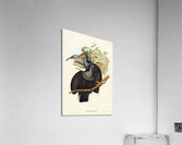 Magnificent Rifle-bird Ptiloris magnifica illustrated by Elizabeth Gould 1804–1841 for John Gould’s 1804-1881 Birds of Australia  Acrylic Print