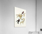 Wood Swallow Artamus sordid illustrated by Elizabeth Gould 1804–1841 for John Gould’s 1804-1881 Birds of Australia  Acrylic Print