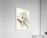 Square-tailed Kite Milvus insures illustrated by Elizabeth Gould 1804–1841 for John Gould’s 1804-1881 Birds of Australia  Acrylic Print