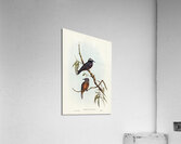 White-eyebrowed Wood Swallow Artamus supercilious illustrated by Elizabeth Gould 1804–1841 for John Gould’s 1804-1881 Birds of Australia  Acrylic Print