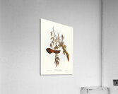 Rufous-fronted Fantail Rhipidura rufifrons illustrated by Elizabeth Gould 1804–1841 for John Gould’s 1804-1881 Birds of Australia  Acrylic Print