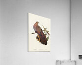 Pheasant-tailed Pigeon Macropygia Phasianella illustrated by Elizabeth Gould 1804–1841 for John Gould’s 1804-1881 Birds of Australia  Acrylic Print